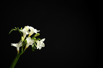 Beautiful white freesia flowers on black background. Space for text