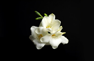Naklejka na ściany i meble Beautiful white freesia flowers on black background