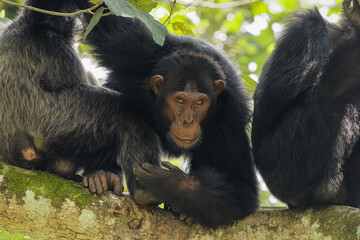 Common Chimpanzee ( Pan troglodytes schweinfurtii) relaxing in a tree, Kyambura Gorge, Queen Elizabeth National Park, Uganda.	

