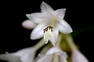 山林に咲く白い花