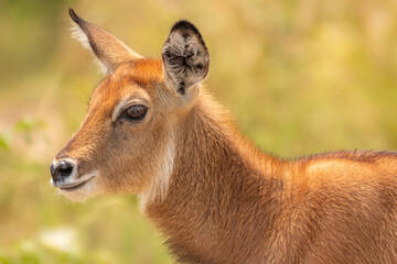 A newborn defassa waterbuck ( Kobus ellipsiprymnus defassa), Queen Elizabeth National Park, Uganda.	
