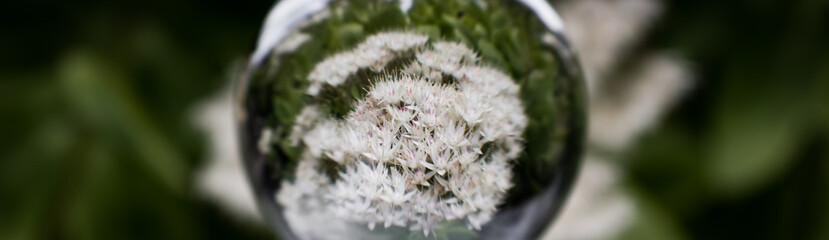 weiß blühende Fetthenne in lensball / Glaskugel