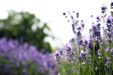 Beautiful blooming lavender field on summer day, closeup