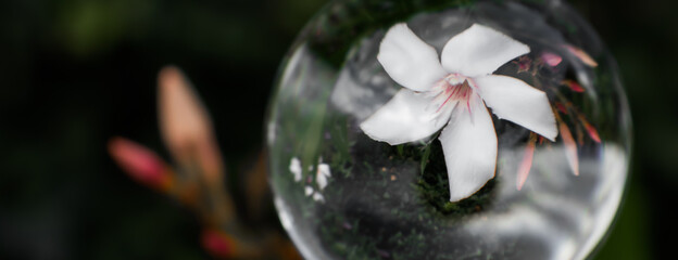 white oleander rose bay flower in crystal ball