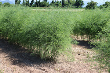 Asparagus plants growing in the field on summer. Asparagus cutlivation on a sunny day