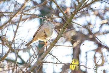 sparrow on a branch