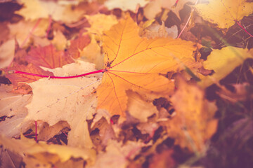 Autumn background-maple leaves fallen leaves lying on the grass
