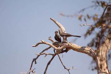 Fototapeta na wymiar An Grey go away Bird pair sitting on an old dead Tree. I Found those on a Farm in Namibia.
