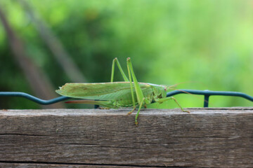 Close-up of green grasshopper in the garden
