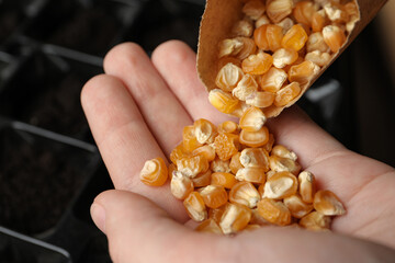 Woman pouring corn seeds from paper bag into hand, closeup. Vegetable planting