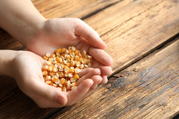 Woman holding pile of corn seeds at wooden table, closeup. Vegetable planting