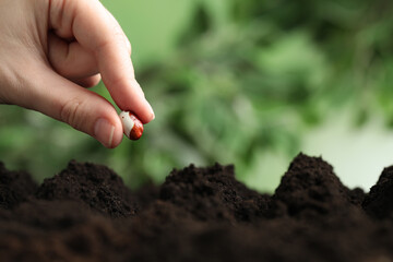 Woman putting bean into fertile soil against blurred background, closeup with space for text. Vegetable seed planting