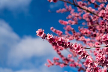 Cherry blossoms