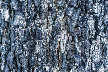 Bark tree texture, wood texture background.