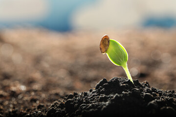 Fototapeta premium Young vegetable seedling growing in soil outdoors, space for text