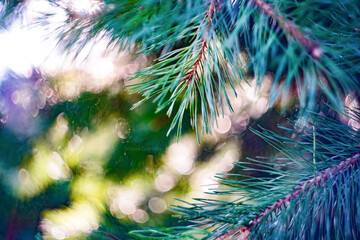 christmas tree decoration