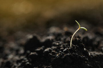 Young vegetable seedling growing in soil outdoors, space for text
