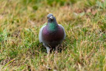 Dove