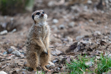 Zoo_Dresden_2020_02_29