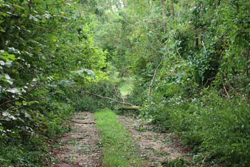 Storm damage. Many fallen trees on a countryside road on summer