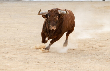 Un precioso toro marrón corre por la arena