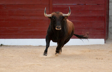 un gran toro marrón con increíbles cuernos