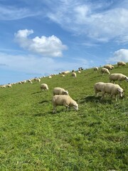 Obraz premium Schafe am Deich