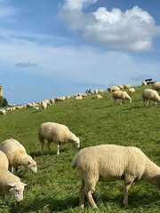 Fototapeta premium Schafe am Deich