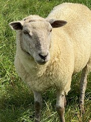 Schaf