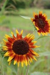 Red and yellow "Ring of fire"sunflower in bloom  in the garden. Helianthus annuus