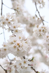 Obraz premium 桜