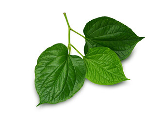 Wild Betel Leafbush isolated on white background. This has clipping path.