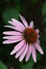 Close-up of pink Rudbeckia flower on a dark background. Echinacea purpurea