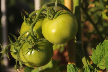 Tomatoes in the process of ripening on the plant.The tomatoes have a growth cycle that last about three months.