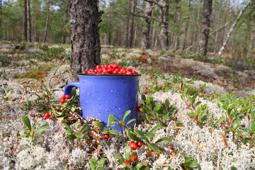 Picturesque forest still life with a mug of ripe cranberries on the background of a beautiful landscape.