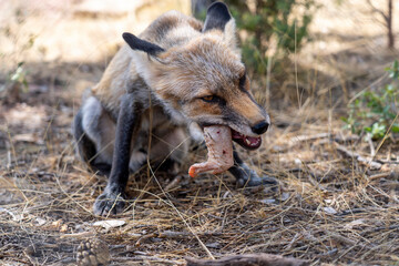 close-up of young fox eating chicken.