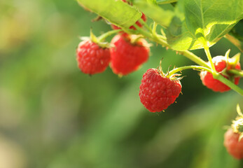 Raspberry bush with tasty ripe berries in garden, closeup