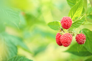 Raspberry bush with tasty ripe berries in garden, closeup