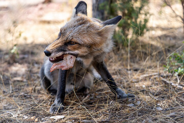 close-up of young fox eating chicken.