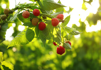 Raspberry bush with tasty ripe berries in garden, closeup