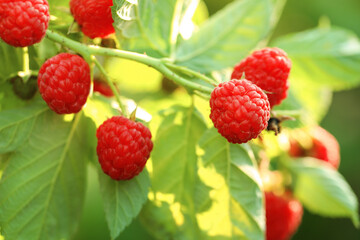 Raspberry bush with tasty ripe berries in garden, closeup
