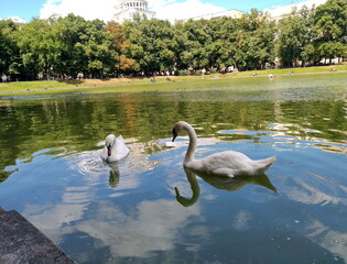 swans on the Patriarch's Ponds