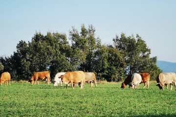 Vacas felices pastando en un prado.