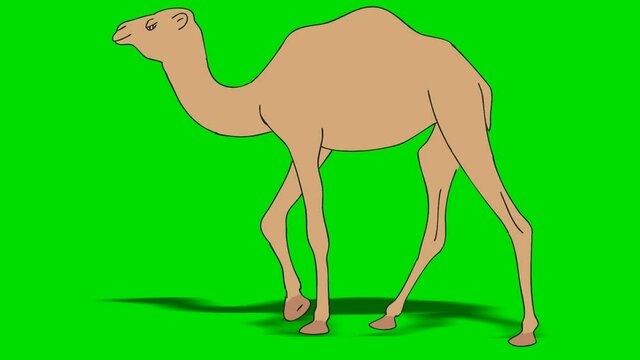 CAMEL WALK (slow)
Camel walks from right to the left.HD 1080.First sequence seamless loop.Green screen.2D animation.