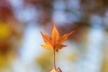 Woman hand holding a autumn leaves ; fallen maple leaf with autumn color background.