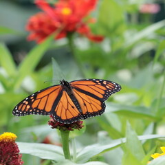 Fototapeta na wymiar Male monarch butterfly (Danaus plexippus) with wings outstretched sipping nectar on zinnia
