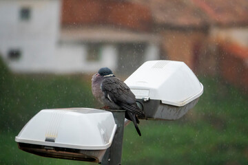 .pigeon curled up in the rain on a lamppost