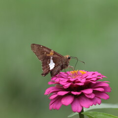Silver-spotted skipper butterfly (Epargyreus clarus) sipping nectar on deep pink zinnia