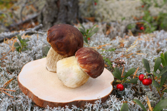 Still life of boletus mushrooms on the background of a forest landscape.
