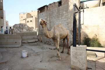 camels in the old jeddah